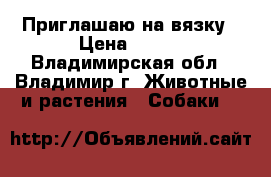 Приглашаю на вязку › Цена ­ 100 - Владимирская обл., Владимир г. Животные и растения » Собаки   